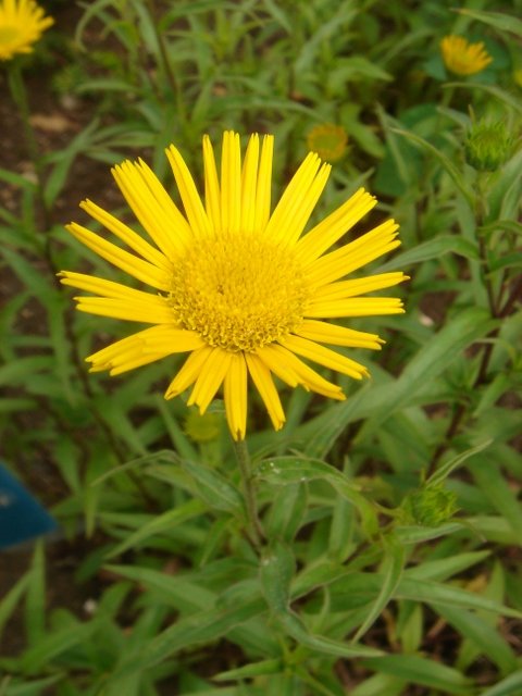 Buphtalmum salicifolium (2)